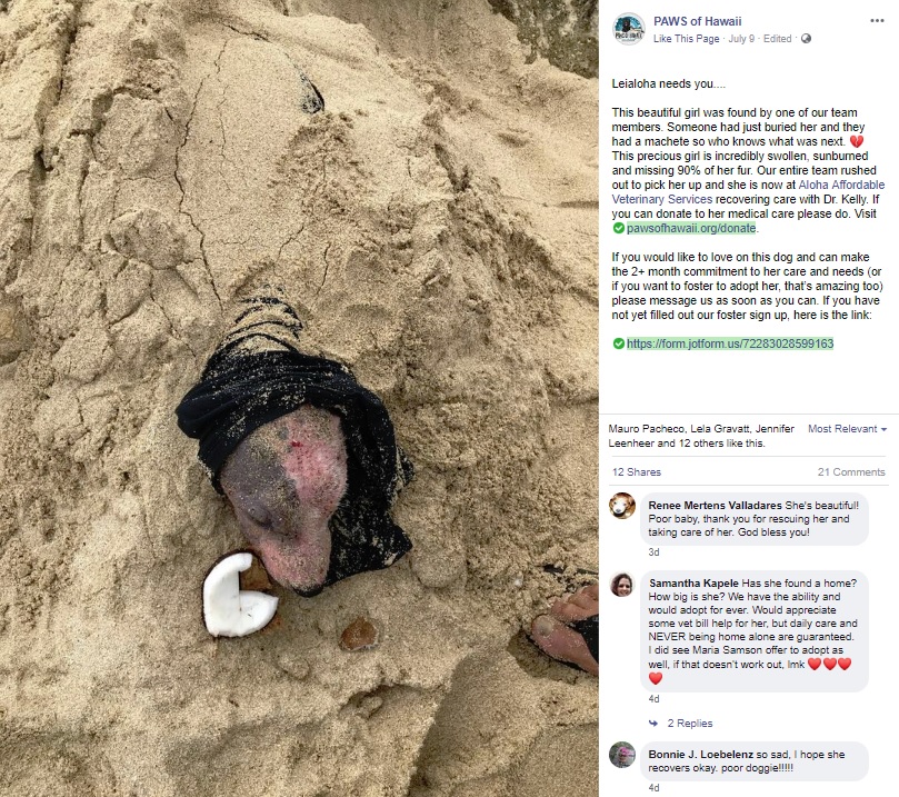 ハワイの砂浜に埋められていた犬（画像は『PAWS of Hawaii　2019年7月9日付Facebook「Leialoha needs you....」』のスクリーンショット）