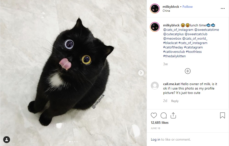 青色と黄色の目を持つ黒ネコ“ニゥ・ナァイ”（画像は『MILK　2019年6月18日付Instagram「lunch time」』のスクリーンショット）