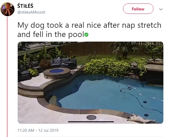 プールサイドで昼寝をしていた犬が…（画像は『ŠTIŁĖŚ　2019年7月12日付Twitter「My dog took a real nice after nap stretch and fell in the pool」』のスクリーンショット）