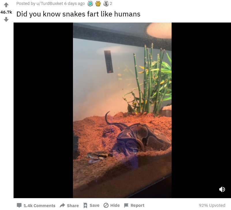 ヘビがオナラをする瞬間をキャッチ（画像は『TurdBuxket　2019年7月24日付Reddit「Did you know snakes fart like humans」』のスクリーンショット）