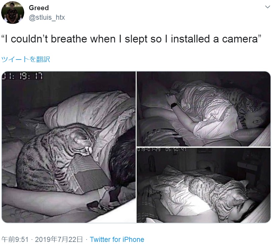 飼い主の顔に覆いかぶさる猫（画像は『Greed　2019年7月22日付Twitter「“I couldn’t breathe when I slept so I installed a camera”」』のスクリーンショット）
