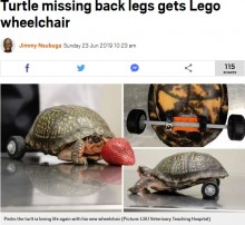 【海外発！Breaking News】後ろ足を失ったカメ、レゴの車輪で自由を取り戻す（米）＜動画あり＞