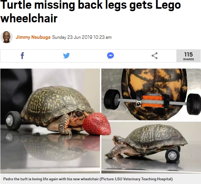 レゴの車輪が取り付けられたカメ（画像は『Metro　2019年6月23日付「Turtle missing back legs gets Lego wheelchair」（Picture: LSU Veterinary Teaching Hospital）』のスクリーンショット）