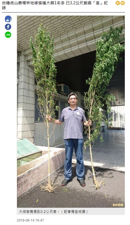 伐採された大麻草は3メートル超にも（画像は『自由時報　2019年8月14日付「台糖虎山農場林地被偷種大麻1年多 已3.2公尺創最「高」紀錄」（記者楊金城攝）』のスクリーンショット）