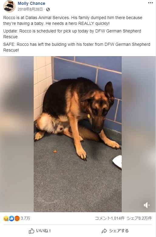 飼い主に見放された悲し気な犬（画像は『Molly Chance　2018年8月28日付Facebook「Rocco is at Dallas Animal Services.」』のスクリーンショット）