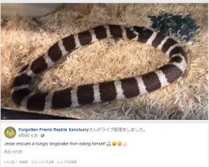 【海外発！Breaking News】輪っかになったヘビ、餌と間違えて自分の尾を飲み込む（米）＜動画あり＞
