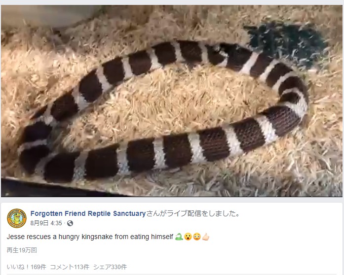 餌と間違え自分の尾を飲み込むヘビ（画像は『Forgotten Friend Reptile Sanctuary　2019年8月9日付Facebook「Jesse rescues a hungry kingsnake from eating himself」』のスクリーンショット）