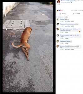 怪我を装うタイの野良犬（画像は『Thaweeporn Chongplapolkul　2019年8月4日付Facebook』のスクリーンショット）