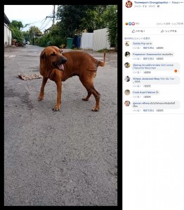 怪我などしていなかったタイの野良犬（画像は『Thaweeporn Chongplapolkul　2019年8月4日付Facebook』のスクリーンショット）