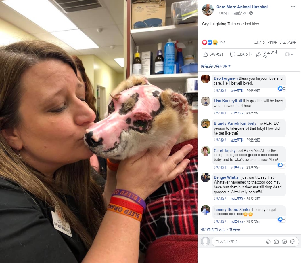 つらい火傷の治療に耐えてきた柴犬と現在の飼い主の女性（画像は『Care More Animal Hospital　2019年1月4日付Facebook「Crystal giving Taka one last kiss」』のスクリーンショット）