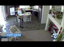 【海外発！Breaking News】ペットシッター、生後10週の犬を床に叩きつける姿が監視カメラに（米）＜動画あり＞