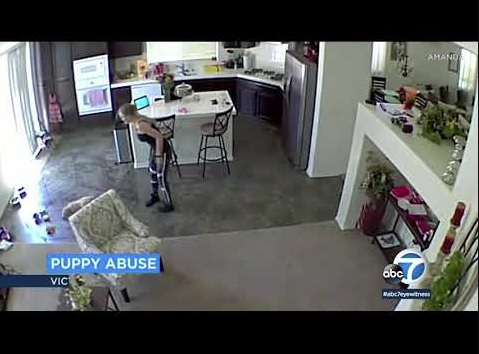 キッチンの様子を捉えた監視カメラの映像（画像は『ABC7　2019年8月6日公開 YouTube「Video shows pet sitter throw puppy on floor at Victorville home」』のサムネイル）