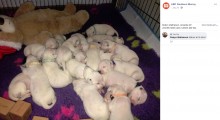 【海外発！Breaking News】1回のお産で19匹の子犬が誕生　ダルメシアンの世界記録を更新（豪）