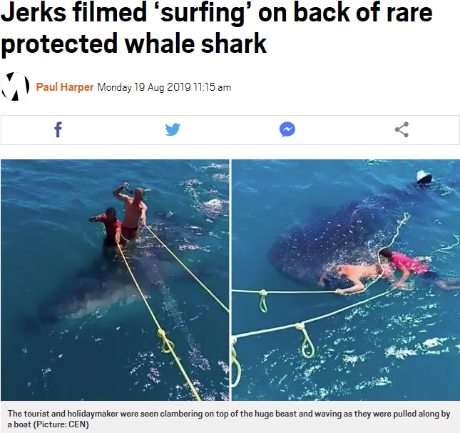 ジンベエザメの上に乗る旅行者（画像は『Metro　2019年8月19日付「Jerks filmed ‘surfing’ on back of rare protected whale shark」（Picture: CEN）』のスクリーンショット）