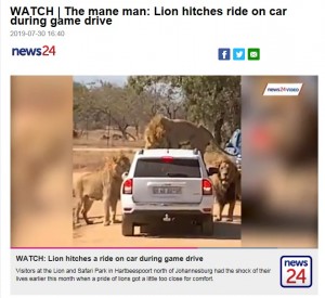 【海外発！Breaking News】車に興味津々のライオン、ボンネットに飛び乗る（南ア）＜動画あり＞