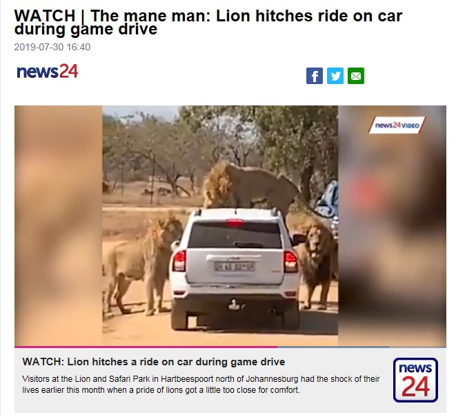 お気に入りはサイドミラー（画像は『News24　2019年7月30日付「WATCH | The mane man: Lion hitches ride on car during game drive」』のスクリーンショット）