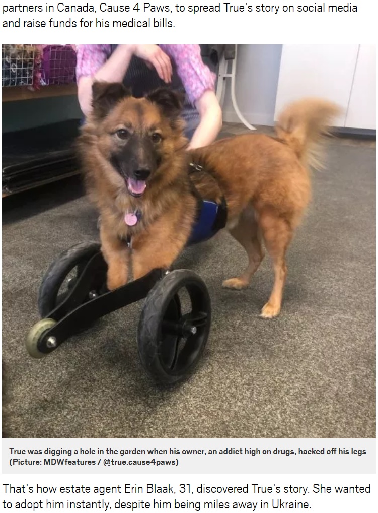 新しい飼い主が用意した車椅子を装着した犬（画像は『Metro　2019年7月24日付「Dog who had his front legs chopped off for digging a hole is training as a therapy dog for amputees」（Picture: MDWfeatures / ＠true.cause4paws）』のスクリーンショット）
