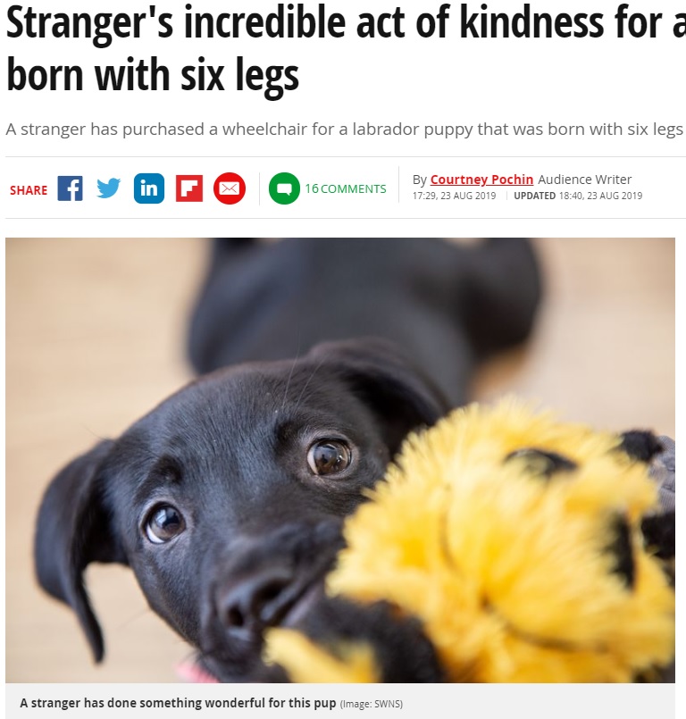 親切な女性から車椅子をプレゼントされた犬（画像は『Mirror　2019年8月23日付「Stranger’s incredible act of kindness for adorable puppy born with six legs」（Image: SWNS）』のスクリーンショット）