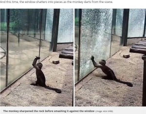 【海外発！Breaking News】動物園のサル、尖った石を使ってガラスを割る（中国）＜動画あり＞