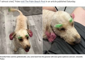 【海外発！Breaking News】トリミングサロンで蛍光色に染められた犬、飼い主は激怒（米）