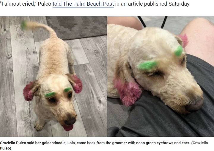ネオンカラーに染められたペット犬（画像は『Fox News　2019年8月18日付「Florida woman claims dog returned from the groomer with neon green eyebrows, pink ears」（Graziella Puleo）』のスクリーンショット）