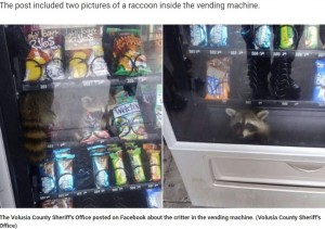 【海外発！Breaking News】自動販売機に入り込んだアライグマ、保安官らに救出される（米）＜動画あり＞