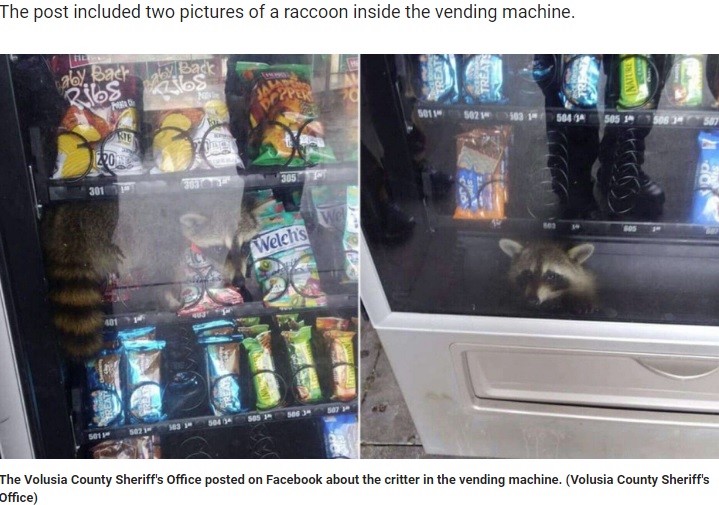 自動販売機の中に入って動けなくなったアライグマ（画像は『Fox News　2019年8月15日付「SEE THE VIDEO: Florida deputies rescue raccoon from vending machine」（Volusia County Sheriff’s Office）』のスクリーンショット）