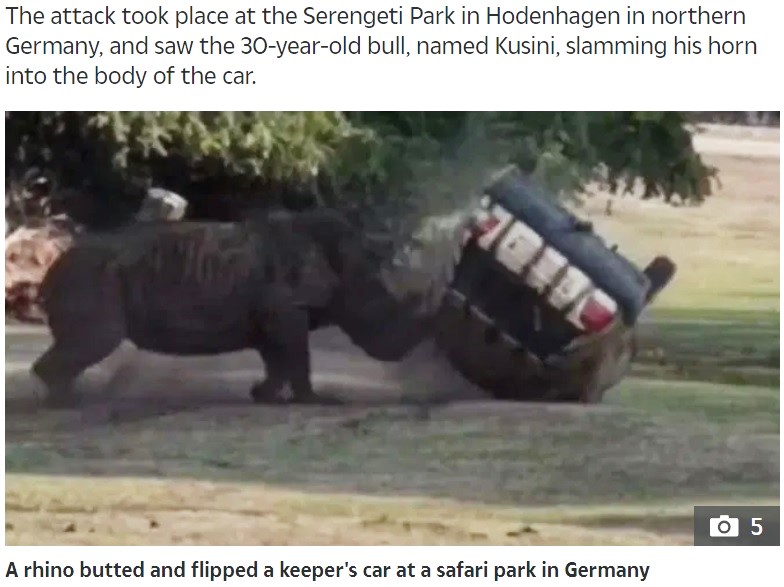 怒りにまかせて車を攻撃するサイ（画像は『The Sun　2019年8月28日付「HONK THE HORN! Terrifying moment angry rhino attacks keeper’s car and flips it three times as she escapes UNINJURED at safari park」』のスクリーンショット）