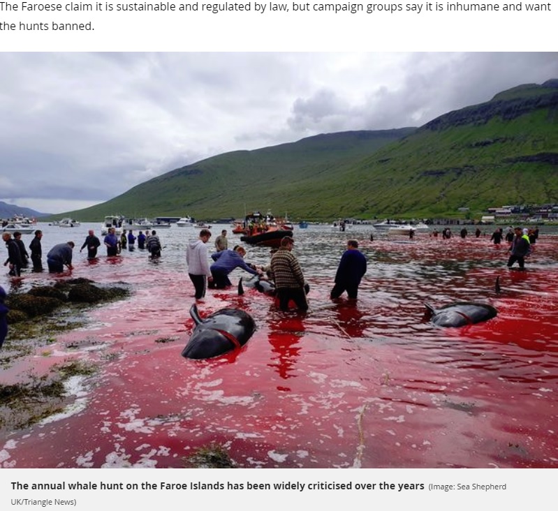 クジラ漁で真っ赤に染まった海（画像は『Mirror　2019年8月5日付「Horror scenes as 23 whales are butchered turning the sea red in Faroe Islands」（Image: Sea Shepherd UK/Triangle News）』のスクリーンショット）