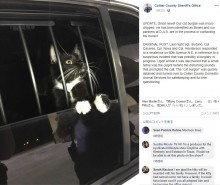【海外発！Breaking News】強盗と勘違いされ拘束された猫　「無実」を訴えるような姿が人気に（米）