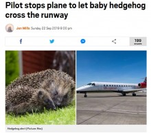 【海外発！Breaking News】ハリネズミの赤ちゃんを横断させるため旅客機を緊急停止させた粋な機長（スコットランド）