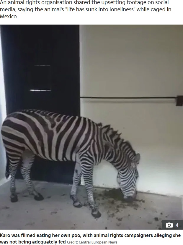 自分の糞をたべるシマウマ（画像は『The Sun　2019年9月24日付「ZOO SHAME Heartbreaking video shows ‘starving’ and injured zebra ‘forced to eat its own poo’ at the world’s worst zoo」（Credit: Central European News）』のスクリーンショット）