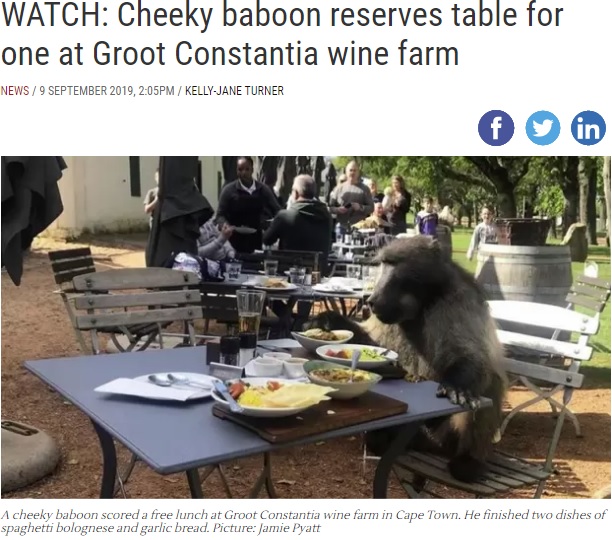 優雅に午後のひとときを過ごす野生のヒヒ（画像は『IOL News　2019年9月9日付「WATCH: Cheeky baboon reserves table for one at Groot Constantia wine farm」（Picture: Jamie Pyatt）』のスクリーンショット）