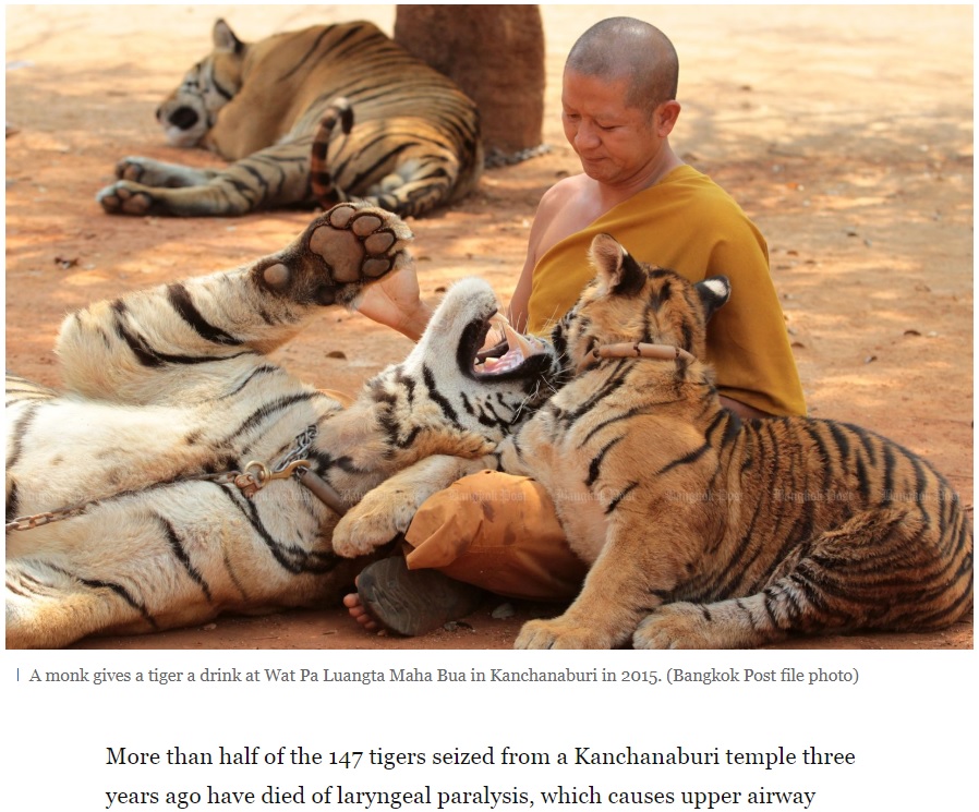 保護される3年前まで「タイガー・テンプル」で暮らしていたトラ（画像は『Bangkok Post　2019年9月14日付「Half of tigers seized from temple have died」（Bangkok Post file photo）』のスクリーンショット）