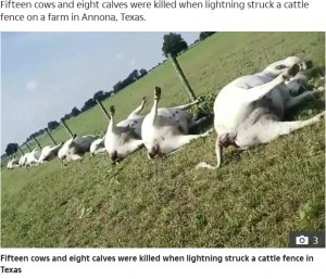 【海外発！Breaking News】雷の直撃を受け牛23頭が即死　フェンスそばで並ぶように（米）