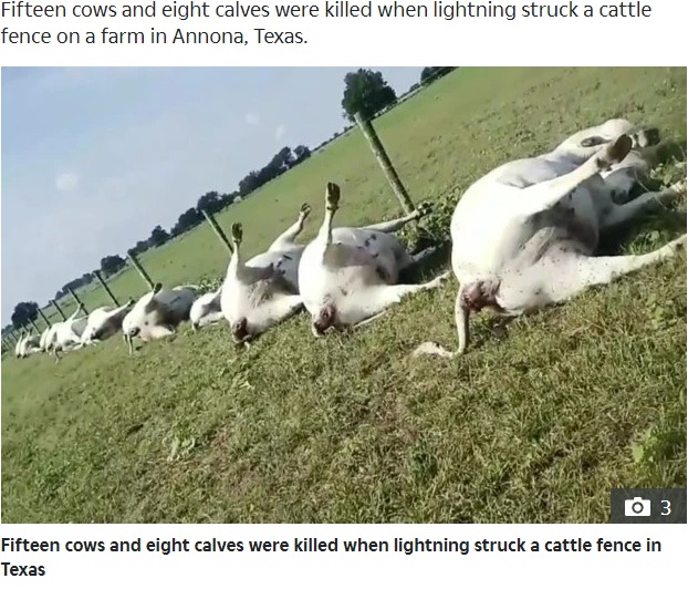 雷に打たれ一列に並んで死んだ牛（画像は『The Sun　2019年9月13日付「BLAST FROM THE PASTURE Eerie video of 23 cows dead in a line after they were struck by lightning is like a scene from Stranger Things」』のスクリーンショット）