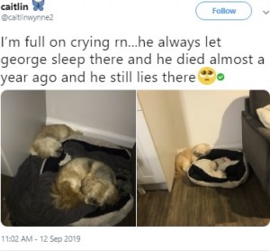 【海外発！Breaking News】「ベッドは空けておくね」1年前に“親友”を亡くし床の上で寝る犬（英）