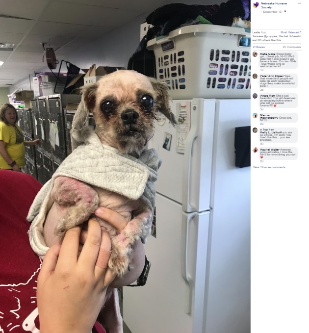トリミングされ生まれ変わった犬（画像は『Nebraska Humane Society　2019年9月13日付Facebook「Check out how our NHS staff gave a second chance to a neglected dog.」』のスクリーンショット）