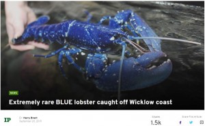 【海外発！Breaking News】200万匹に1匹　青いロブスターが水揚げされる（アイルランド）