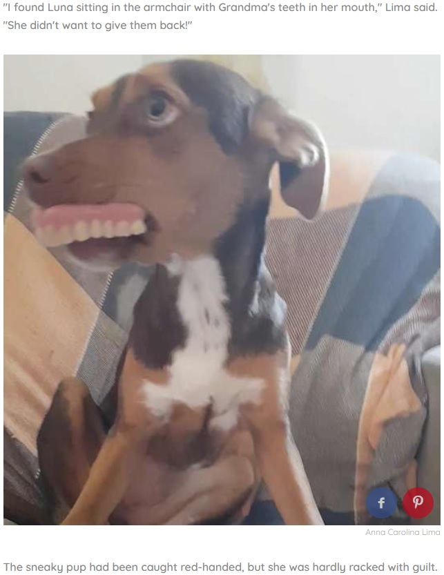 入れ歯をはめて微笑む犬（画像は『The Dodo　2019年8月29日付「Sneaky Dog Can’t Help But Smile As Grandma Searches For Her ‘Lost’ Dentures」（Anna Carolina Lima）』のスクリーンショット）