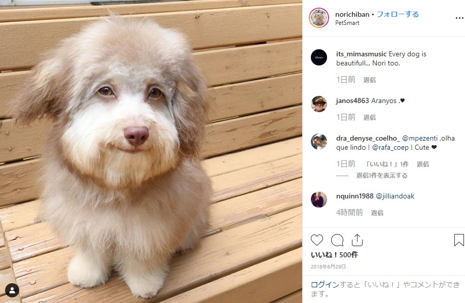 人間のような顔を持つ犬（画像は『Nori Porkchop　2018年6月29日付Instagram「I survived. And flourished.」』のスクリーンショット）