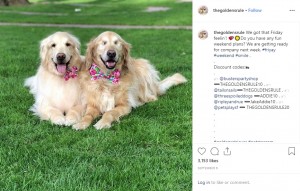 【海外発！Breaking News】盲目のゴールデン・レトリバー、妹犬がガイドに　「2頭はかけがえのない友達」（米）＜動画あり＞