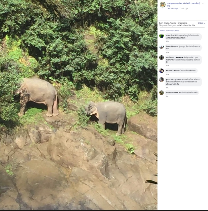 死んだ6頭のほか岩場に取り残されたゾウの姿も（画像は『กรมอุทยานแห่งชาติ สัตว์ป่า และพันธุ์พืช　2019年10月5日付Facebook「อุทยานแห่งชาติเขาใหญ่ประกาศปิดการท่องเที่ยวบริเวณน้ำตกเหวนรก ชั่วคราว หลังพบช้างป่าเสียชีวิตถึง 6 ตัว ด้านช้างป่าที่รอดชีวิต ทีมสัตวแพทย์เฝ้าระวังอาการอย่างใกล้ชิด」』のスクリーンショット）
