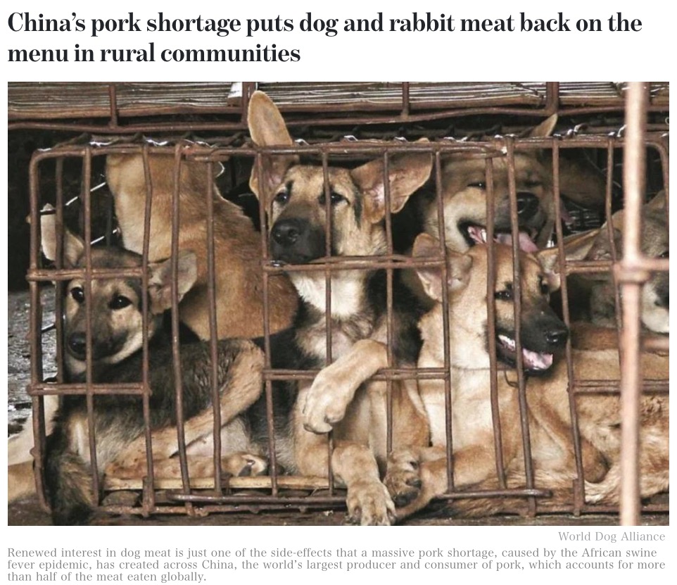 中国農村部の飲食店で豚肉の代わりに犬肉が提供される（画像は『TODAYonline　2019年10月22日付「China’s pork shortage puts dog and rabbit meat back on the menu in rural communities」（World Dog Alliance）』のスクリーンショット）
