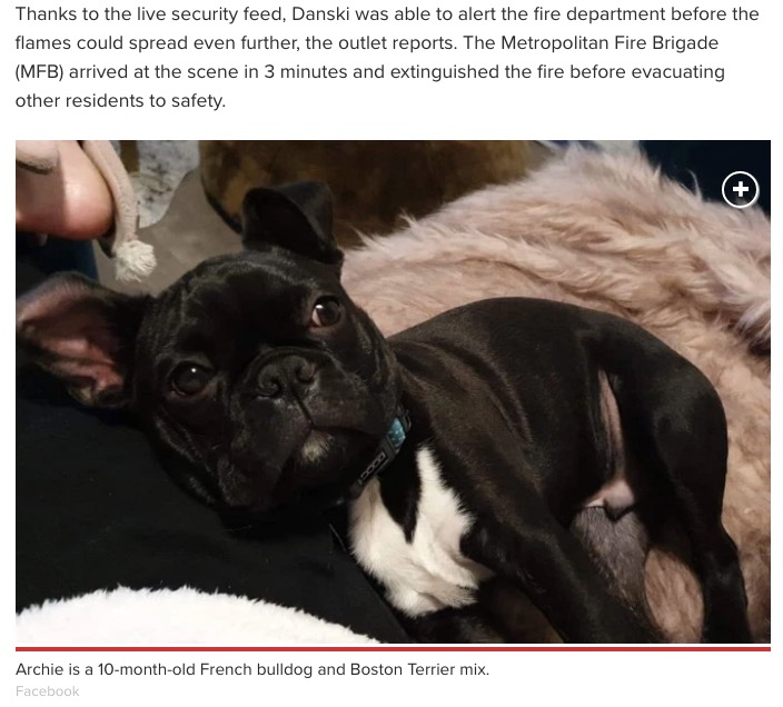 自宅に火をつけた“放火犯”（画像は『New York Post　2019年10月29日付「‘Arsonist’ puppy sets fire to couch with chewed up lighter」（Facebook）』のスクリーンショット）