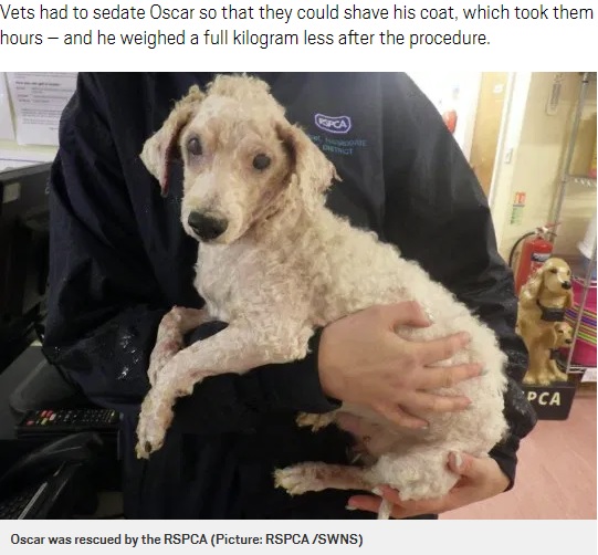 飼育放棄されていた犬（画像は『Metro　2019年10月13日付「Neglected dog’s fur was so matted vets had to remove his eye」（Picture: RSPCA /SWNS）』のスクリーンショット）