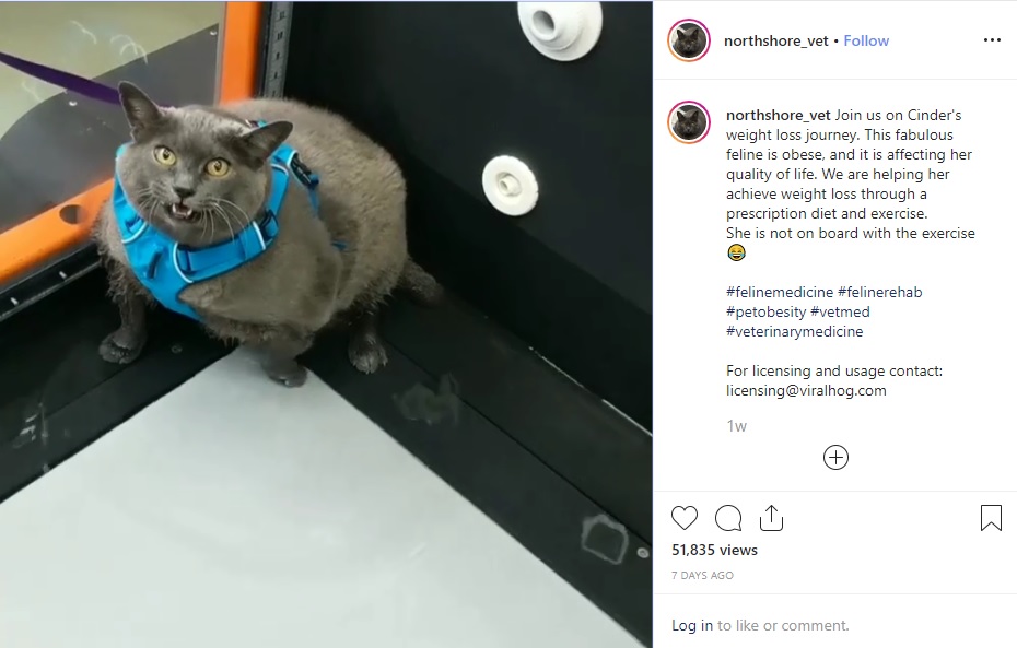 トレッドミルで減量に励むはずが…（画像は『Northshore Veterinary Hospital　2019年10月18日付Instagram「Join us on Cinder’s weight loss journey.」』のスクリーンショット）