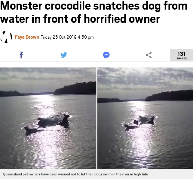 川で遊んでいた犬がワニに襲われる（画像は『Metro　2019年10月25日付「Monster crocodile snatches dog from water in front of horrified owner」』のスクリーンショット）