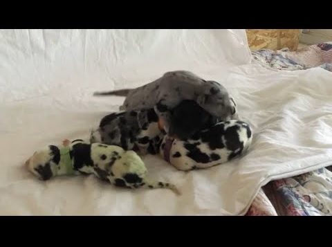 1匹だけ緑色だったグレート・デーンの赤ちゃん（画像は『ABC7　2019年10月17日公開 YouTube「Colorado dog owner helps Great Dane birth rare green puppy | ABC7」』のサムネイル）