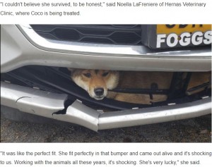 【海外発！Breaking News】衝突で車のバンパーにはまった犬　45分間ドライブも奇跡的に助かる（米）